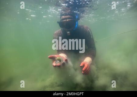 France, Morbihan, Sarzeau, les pêcheurs de la cour équinoxe pendant la pêche à la palourdes dans le golfe du Morbihan Banque D'Images