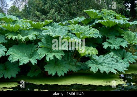 Le géant Rhubarb Gunnera manucata grandit à côté d'un étang de jardin. Banque D'Images