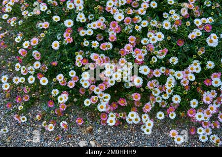Plante de jardin Erigeron karvinskianus ou Fleabane mexicain en fleur. Banque D'Images