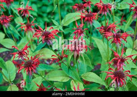 Fleurs de jardin aromatique plante vivace Monarda Cambridge Scarlet. Banque D'Images