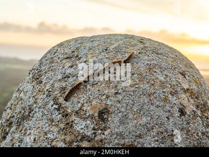 Vers processionaires, Thaumetopoea pityocampa, sur un rocher à l'aube sur l'île de Majorque, Espagne Banque D'Images