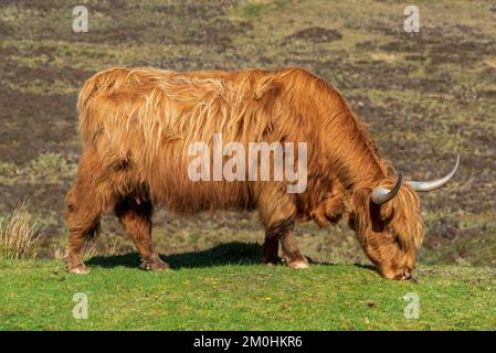 Royaume-Uni, Écosse, Highlands, île de Skye, Highland Cow Banque D'Images
