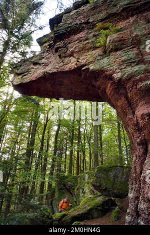 France Haut Rhin Thannenkirch Randonn e Dans Le Massif Du Taennchel france-haut-rhin-thannenkirch-randonn-e-dans-le-massif-du-taennchel