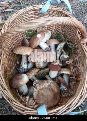 Merveilleuse récolte de champignons Porcino. Nom scientifique Boletus edulis, très recherché et apprécié pour la qualité de sa viande. Banque D'Images