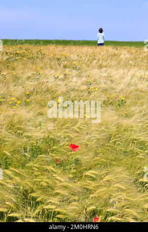 France, pas de Calais, Côte d'Opale, Grand site de Two Caps, Parc naturel régional Caps et Marais d'Opale, Audinghen, Cap gris nez, marcheur dans un champ de blé avec des pâquerettes et des coquelicots Banque D'Images