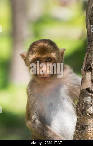 Portrait d'un bébé singe macaque rhésus (macaca mulatta) Banque D'Images