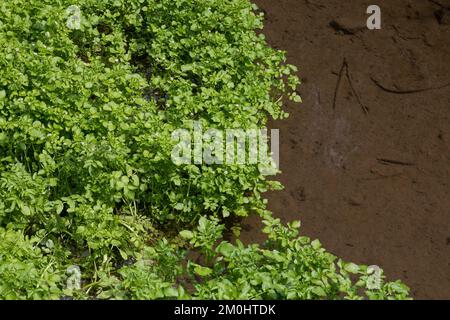 Brunnenkresse Brunnenkresse, Wasserkresse, Echte, Nasturtium officinale, cresson, Cresson, Commun yellowcress, le cresson de fontaine, le Cresso Banque D'Images