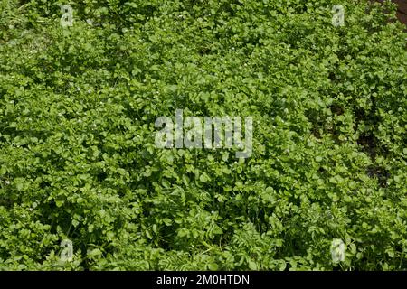 Brunnenkresse Brunnenkresse, Wasserkresse, Echte, Nasturtium officinale, cresson, Cresson, Commun yellowcress, le cresson de fontaine, le Cresso Banque D'Images