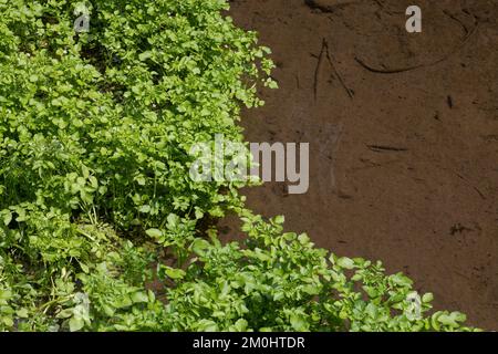 Brunnenkresse Brunnenkresse, Wasserkresse, Echte, Nasturtium officinale, cresson, Cresson, Commun yellowcress, le cresson de fontaine, le Cresso Banque D'Images