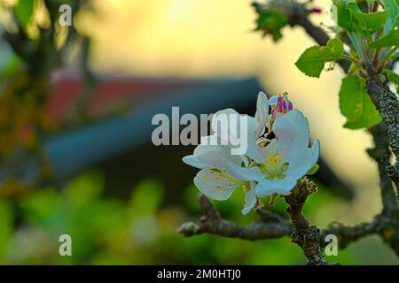 Fleurs de cerisier fleuris. Branche de cerisier en fleur. Cerisier en fleur Banque D'Images