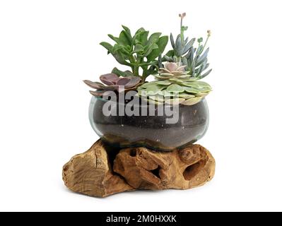 plantes succulentes décoratives en verre décoratif avec support en bois rustique isolé sur fond blanc Banque D'Images