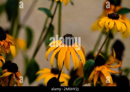 Fleur jaune et rose à yeux noirs fleurs de susan en pleine croissance sauvage. Echinacea purpurea cône fleur en été Banque D'Images