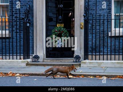 Londres, Royaume-Uni. 6th décembre 2022. Un renard passe devant la porte du numéro 10 Downing Street. Crédit : Mark Thomas/Alay Live News Banque D'Images