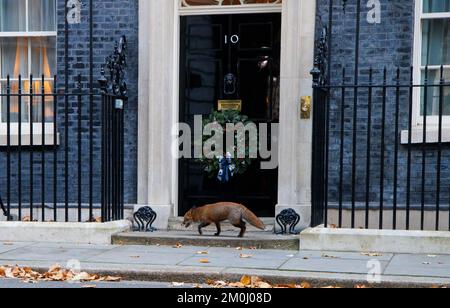 Londres, Royaume-Uni. 6th décembre 2022. Un renard passe devant la porte du numéro 10 Downing Street. Crédit : Mark Thomas/Alay Live News Banque D'Images