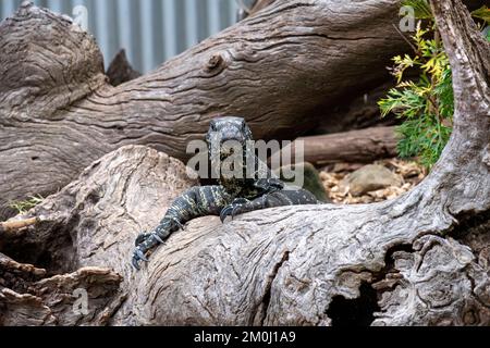 Moniteurs de Goanna ou de dentelle (Varanus varius) au parc animalier Featherdale Wildlife Park de Sydney ; Nouvelle-Galles du Sud ; Australie (photo de Tara Chand Malhotra) Banque D'Images