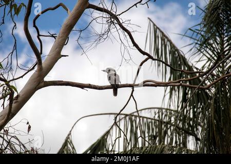 Rire Kookaburra (Dacelo novaeguineae) en perçant sur un arbre à Sydney, Nouvelle-Galles du Sud, Australie (photo de Tara Chand Malhotra) Banque D'Images