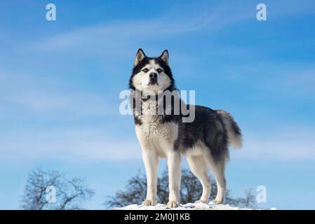 husky sibérien noir et blanc debout sur une colline en arrière-plan du ciel Banque D'Images