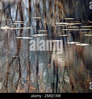 Photographie, montrant les eaux dans un cadre boisé vraiment sauvage, l'image un résumé de couleur limitée avec un style proche d'impressionnisme, contenant le plan sauvage Banque D'Images