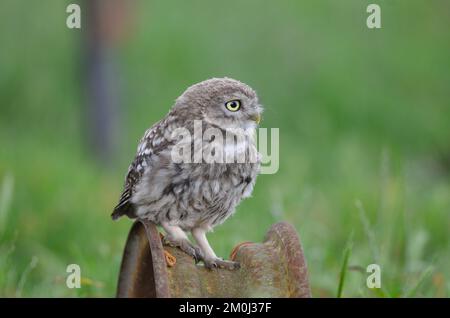 Petit hibou (Athene noctua).Britains le plus petit hibou il peut souvent être vu dans la lumière du jour Banque D'Images