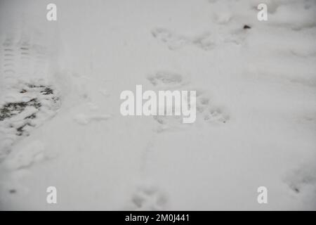 Un arrière-plan blanc abstrait intéressant avec des empreintes de pattes de chat ou de chien sur la neige. Prenez soin des animaux en hiver, par temps froid. Banque D'Images