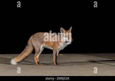 Renard urbain à Bristol Banque D'Images