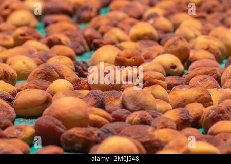 Abricots séchés au soleil. Production d'abricots séchés au soleil en Malatya Turquie. Production d'aliments crus biologiques. Banque D'Images