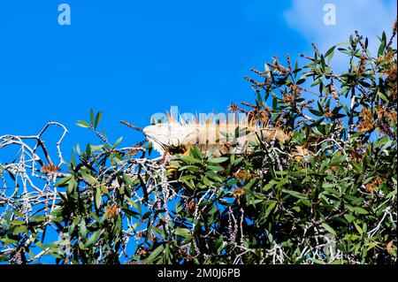 Un grand iguana orange sur un quai en Floride Etats-Unis Banque D'Images