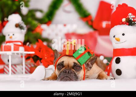 Chien Bulldog français portant un bandeau de boîte cadeau de Noël entre les décorations saisonnières Banque D'Images