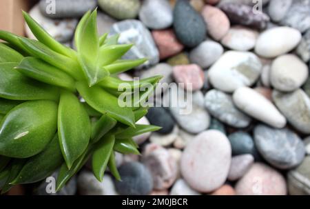 Plante verte sur Des pierres de galet avec des veines de quartz vivant nature arrière-plan Banque D'Images