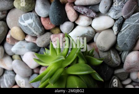 Plante succulente poussant sur Une pierre lisse photo de stock Banque D'Images