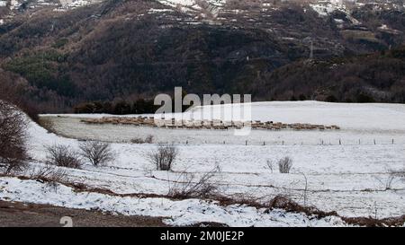 Paysage neigé. Troupeau de moutons se déplaçant vers la gauche. Panticosa Banque D'Images