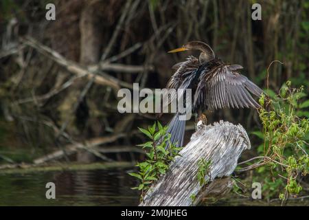 Un Anhinga, avec des ailes étirées, dessèchant ses plumes au soleil. Banque D'Images