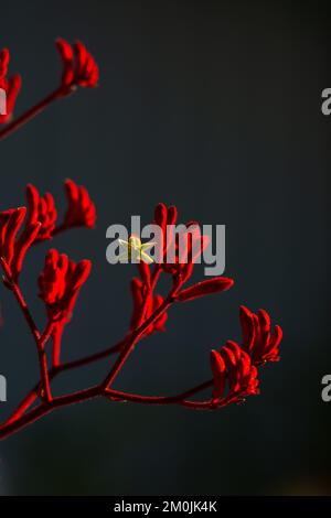 KANGAROO PAW ISOLÉ Banque D'Images