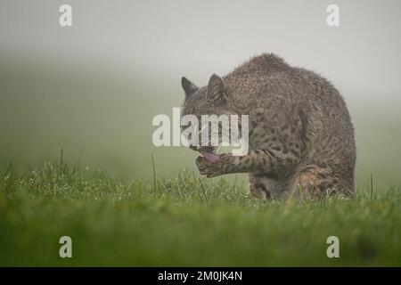 Bobcat sous la pluie Banque D'Images