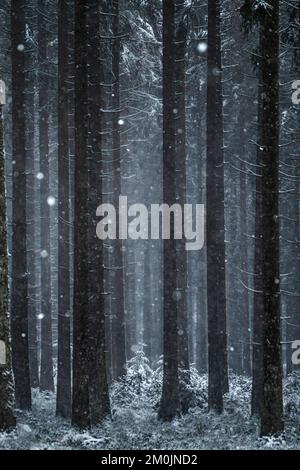 Une forêt profonde couverte de neige avec de grands arbres et de la lumière du soleil. Vertical, monochrome Banque D'Images