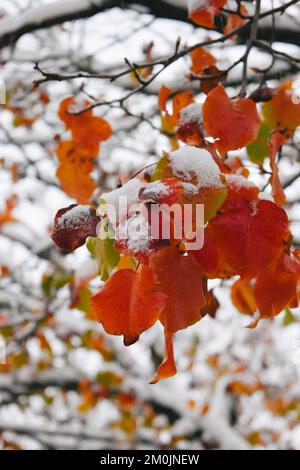 Feuilles d'automne couvertes de neige, Virginie occidentale, États-Unis Banque D'Images