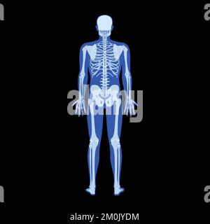 Squelette à rayons X corps humain - mains, jambes, coffres, têtes, vertèbres, Bassin, os adultes roentgen vue arrière. 3D Illustration vectorielle réaliste et plate de l'anatomie médicale isolée sur fond noir Illustration de Vecteur