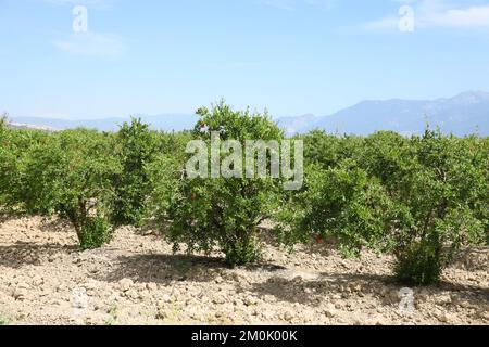 Grenades mûres saines et délicieuses. Bel été avec arbres fruitiers. Rangée d'arbres de grenade avec des fruits mûrs sur des branches vertes Banque D'Images