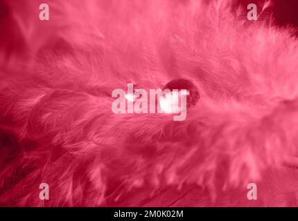 Belle plume rose douce avec des gouttes d'eau brillantes. Couleur de l'année 2023 Viva Magenta. Arrière-plan et texture abstraits. Banque D'Images