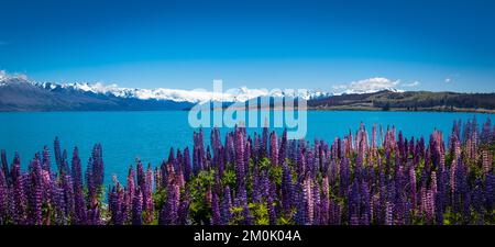 Un regard sur la vie en Nouvelle-Zélande. Les magnifiques Lupins, le lac Pukaki, le mont Cook, dans le quartier pittoresque du Mackenzie, île du Sud, Nouvelle-Zélande. Banque D'Images
