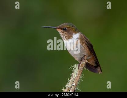 vue latérale d'un colibri volcan femelle perché sur une branche dans un jardin du costa rica Banque D'Images