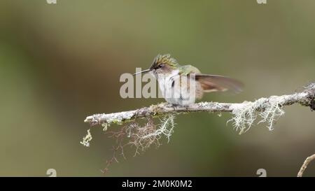 femelle volcan colibri qui flirtait avec ses ailes tout en perchée sur une branche dans un jardin au costa rica Banque D'Images