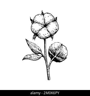 Illustration botanique vectorielle du coton a en style rétro. Éléments isolés pour la conception. Illustration de Vecteur