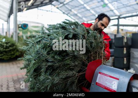 Cologne, Allemagne. 24th novembre 2022. Le tronc d'un arbre de Noël est ajusté dans un Tuom Baumarkt. (À dpa : « Noël durable : quel est le meilleur arbre pour l'environnement ? ») Credit: Rolf Vennenbernd/dpa/Alay Live News Banque D'Images