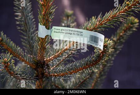 Michendorf, Allemagne. 25th novembre 2022. À Rosengut Langerwisch, des épinettes bleues régionales sont également proposées comme arbres de Noël. Credit: Jens Kalaene/dpa/Alamy Live News Banque D'Images