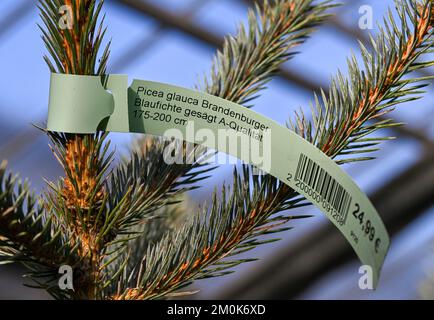 Michendorf, Allemagne. 25th novembre 2022. À Rosengut Langerwisch, des épinettes bleues régionales sont également proposées comme arbres de Noël. Credit: Jens Kalaene/dpa/Alamy Live News Banque D'Images