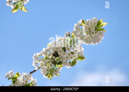 Brindilles de cerisier aux fleurs blanches au début du printemps Banque D'Images