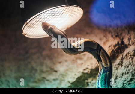 Berlin, Allemagne. 30th novembre 2022. Un python royal (Python regius) serpente à la lampe de chaleur dans son terrarium au refuge pour animaux de Berlin. Coûts élevés, espace limité : le refuge pour animaux de Berlin doit faire tomber certains animaux exotiques en raison de la forte demande. (À dpa: 'Abri pour animaux de Berlin: La maison pour animaux exotiques est pleine') Credit: Annette Riedl/dpa/Alay Live News Banque D'Images