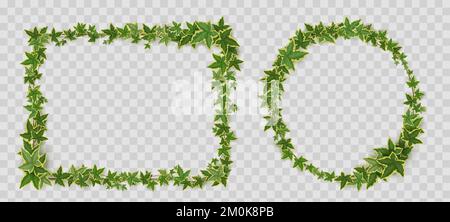 Châssis Ivy VINES. Bordures de bannière rectangulaires et circulaires de rameaux et de lianes de super-réducteur avec des feuilles vertes isolées sur fond transparent, illustration vectorielle réaliste Illustration de Vecteur