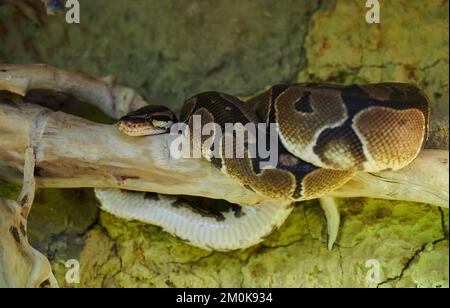 Berlin, Allemagne. 30th novembre 2022. Un python royal (Python regius) se trouve sur une branche de son terrarium au refuge pour animaux de Berlin. Les reptiles dans les terrariums ont besoin de beaucoup de chaleur et de lampes avec une puissance élevée. Credit: Annette Riedl/dpa/Alay Live News Banque D'Images